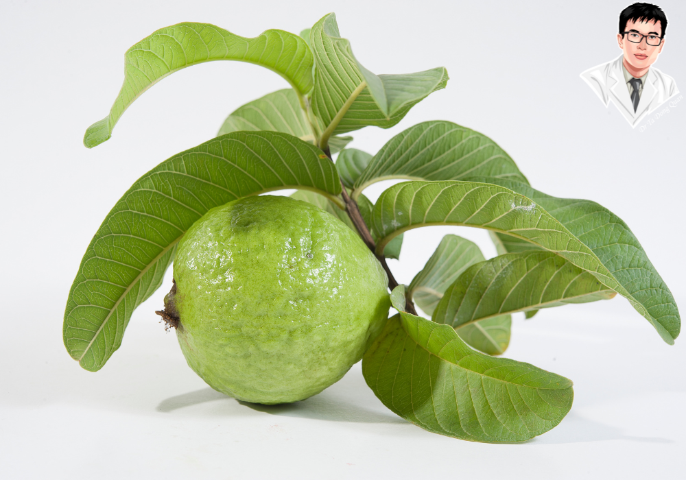 Lá ổi non – Bài thuốc trị viêm lợi tại nhà từ dân gian, hiệu quả đến bất ngờ!