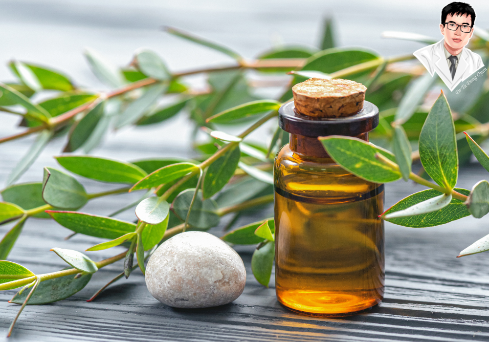 Tinh dầu tràm trà – Giải pháp kháng khuẩn mạnh mẽ giúp bạn chữa viêm lợi tại nhà an toàn.
